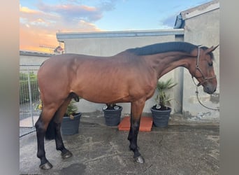 Holstein, Gelding, 7 years, 16,2 hh, Brown