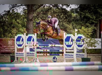 Holstein, Gelding, 7 years, 16,2 hh, Brown