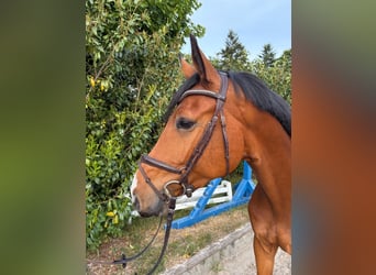 Holstein, Gelding, 7 years, 16,2 hh, Brown