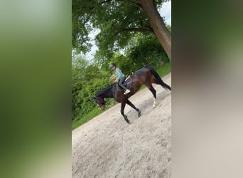 Holstein, Gelding, 7 years, 16,3 hh, Bay-Dark