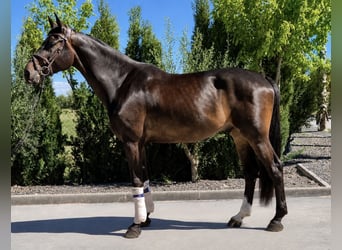 Holstein, Gelding, 7 years, 17.1 hh, Bay-Dark
