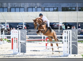 Holstein, Gelding, 7 years, 17,1 hh, Chestnut-Red