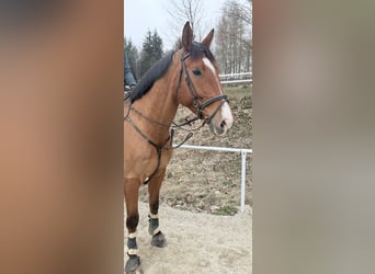 Holstein, Gelding, 7 years, 17.2 hh, Brown
