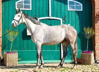 Holstein, Gelding, 7 years, 17 hh, Gray