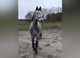 Holstein, Gelding, 7 years, 17 hh, Grey