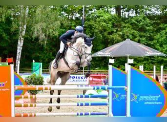 Holstein, Gelding, 7 years, 17 hh, Grey