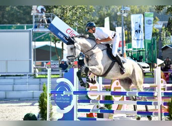 Holstein, Gelding, 7 years, 17 hh, Grey