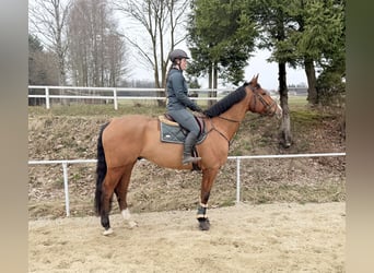 Holstein, Gelding, 7 years, 17,2 hh, Brown