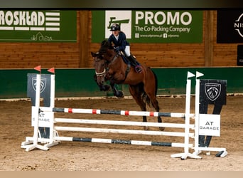 Holstein, Gelding, 7 years, 17,3 hh, Bay