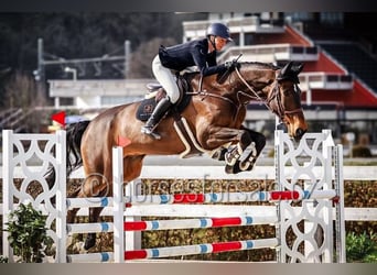 Holstein, Gelding, 7 years, 18 hh, Brown
