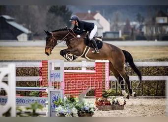 Holstein, Gelding, 7 years, 18 hh, Brown