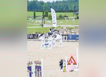 Holstein, Gelding, 8 years, 15,3 hh, Grey