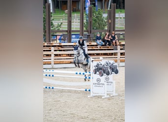 Holstein, Gelding, 8 years, 15,3 hh, Grey