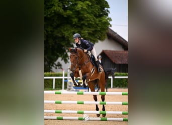 Holstein, Gelding, 8 years, 16.2 hh, Brown
