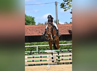 Holstein, Gelding, 8 years, 16.2 hh, Brown
