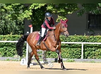 Holstein, Gelding, 8 years, 16.2 hh, Brown