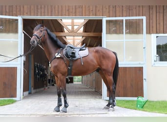 Holstein, Gelding, 8 years, 16.2 hh, Brown