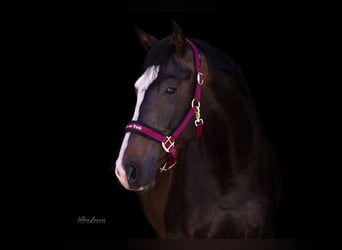 Holstein, Gelding, 8 years, 16,2 hh