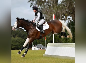 Holstein, Gelding, 8 years, 16.2 hh