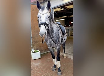 Holstein, Gelding, 8 years, 16.2 hh, Gray-Dapple