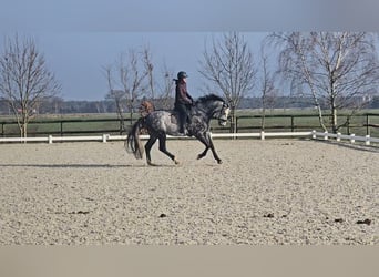 Holstein, Gelding, 8 years, 16.2 hh, Gray-Dapple
