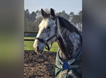 Holstein, Gelding, 8 years, 16.2 hh, Gray-Dapple