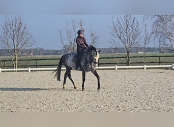 Holstein, Gelding, 8 years, 16.2 hh, Gray-Dapple