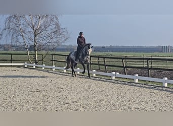 Holstein, Gelding, 8 years, 16.2 hh, Gray-Dapple