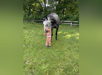 Holstein, Gelding, 8 years, 16.2 hh, Gray-Dapple