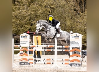 Holstein, Gelding, 8 years, 16.2 hh, Grey