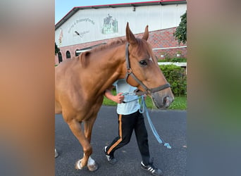 Holstein, Gelding, 8 years, 16 hh, Chestnut