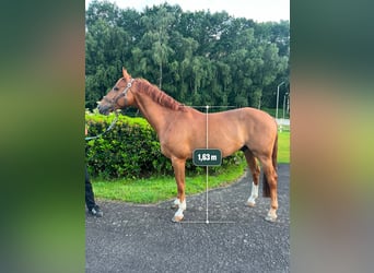 Holstein, Gelding, 8 years, 16 hh, Chestnut