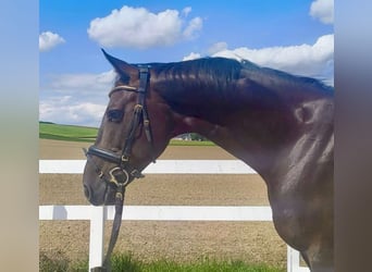Holstein, Gelding, 8 years, 16,1 hh, Bay-Dark
