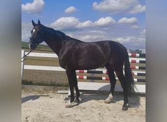 Holstein, Gelding, 8 years, 16,1 hh, Bay-Dark