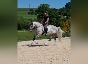 Holstein, Gelding, 8 years, 16,1 hh, Gray