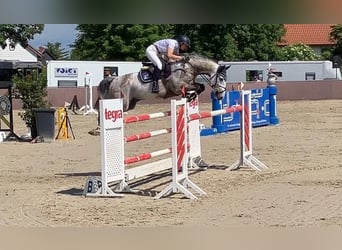 Holstein, Gelding, 8 years, 16,1 hh, Grey