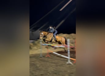 Holstein, Gelding, 8 years, 16,1 hh