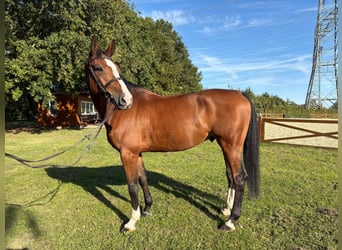 Holstein, Gelding, 8 years, 16,2 hh, Brown