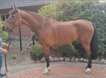 Holstein, Gelding, 8 years, 16,2 hh, Brown