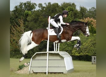 Holstein, Gelding, 8 years, 16,2 hh