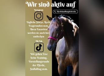 Holstein, Gelding, 8 years, 16,3 hh, Brown