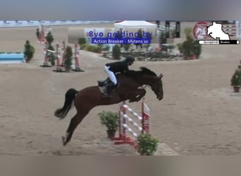 Holstein, Gelding, 8 years, 16,3 hh, Brown