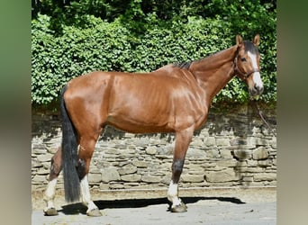 Holstein, Gelding, 8 years, 17.1 hh, Brown