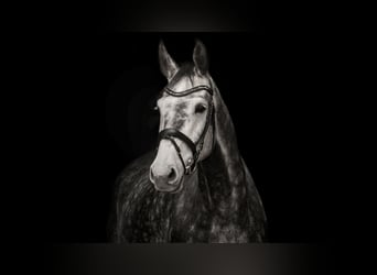 Holstein, Gelding, 8 years, 17,1 hh, Gray-Dapple