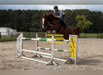 Holstein, Gelding, 8 years, 17.2 hh, Chestnut-Red