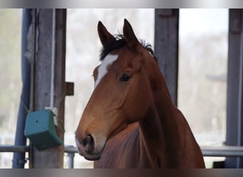 Holstein, Gelding, 8 years, 17,3 hh, Brown