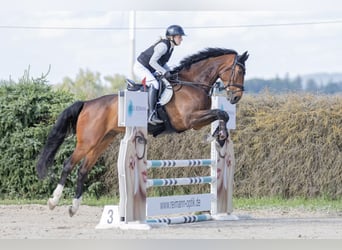 Holstein, Gelding, 8 years, 17 hh, Bay-Dark
