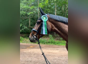 Holstein, Gelding, 8 years, 17 hh, Bay-Dark