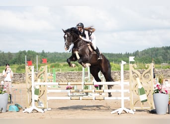 Holstein, Gelding, 8 years, 17 hh, Bay-Dark