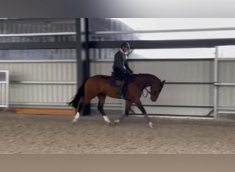 Holstein, Gelding, 8 years, 17 hh, Brown